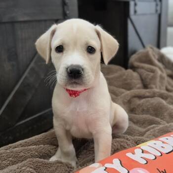 Kyra -  Labrador Retriever Dog for Adoption in Cleveland, Texas - Kyra | PetCurious