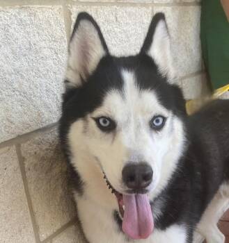 Lucario -  Siberian Husky Dog for Adoption in Slidell, Louisiana - Lucario | PetCurious