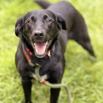 Belle -  Labrador Retriever and Flat Coated Retriever Dog for Adoption in Sparta, New Jersey - Belle | PetCurious