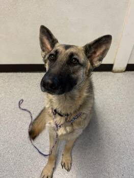 Maple -  German Shepherd Dog Dog for Adoption in Roseburg, Oregon - Maple | PetCurious