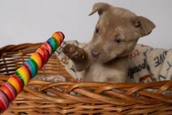 Mixed Breed Dogs Available for Adoption in Clinton, Wisconsin - Magnolia | PetCurious