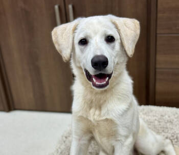 Rescue Labrador Retriever Dogs for Adoption in Broomfield, Colorado - Ustorf / Arlo | PetCurious