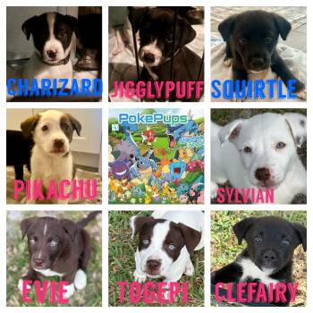 Shepherd Dogs Available for Adoption - PokePups | PetCurious