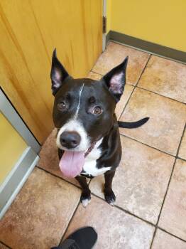 Jack -  Shepherd Dog for Adoption in Baltimore, Maryland - Jack | PetCurious