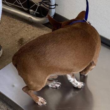 Mixed Breed Dogs Available for Adoption - Toby | PetCurious