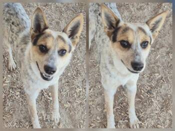 Rescue Australian Cattle Dog Blue Heeler and Mixed Breed Dogs for Adoption in Albuquerque, New Mexico - JIMMY | PetCurious