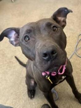 Nina -  Pit Bull Terrier Dog for Adoption in Cleveland, Ohio - Nina | PetCurious