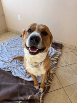 Shepherd Dogs Available for Adoption - Porter | PetCurious