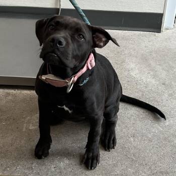 111766 -  Mixed Breed Dog for Adoption in Las Cruces, New Mexico - 111766 | PetCurious