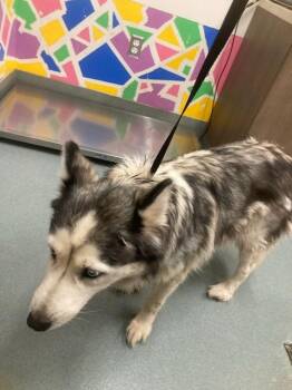 Husky Dogs Available for Adoption in Baytown, Texas - LELA | PetCurious