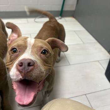 Abby -  English Bulldog Dog for Adoption in Lufkin, Texas - Abby | PetCurious