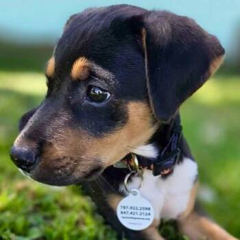 Mixed Breed Dogs Available for Adoption in Mettawa, Illinois - Morty So Sweet, Cuddly & Loves Cats | PetCurious