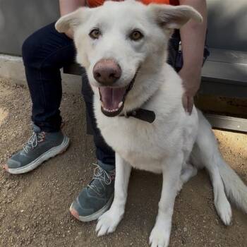 Rescue German Shepherd Dog and Mixed Breed Dogs for Adoption in Ontario, California - LUMI | PetCurious