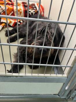 Mixed Breed Dogs Available for Adoption in Columbia, Tennessee - Maddy | PetCurious