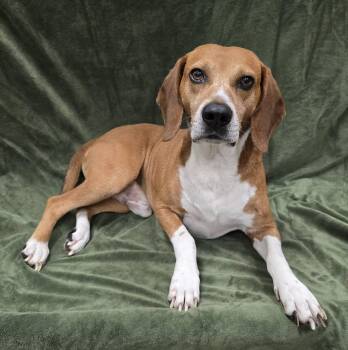 Zain -  Beagle Dog for Adoption in Frankfort, Indiana - Zain | PetCurious
