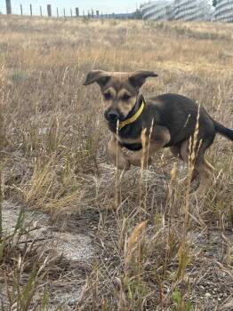 TAFFY -  Shepherd Dog for Adoption in Broomfield, Colorado - TAFFY | PetCurious