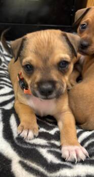 Terrier Dogs Available for Adoption in Lakeland, Florida - Thunder - Rumor | PetCurious