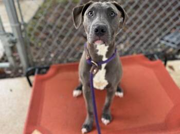 ZACH -  Pit Bull Terrier Dog for Adoption in Charlotte, North Carolina - ZACH | PetCurious