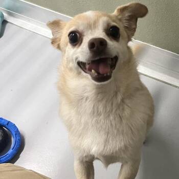 Doobie -  Mixed Breed Dog for Adoption in Spokane, Washington - Doobie | PetCurious