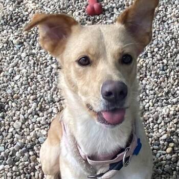 Brooke -  Labrador Retriever and Shepherd Dog for Adoption in Patchogue, New York - Brooke | PetCurious
