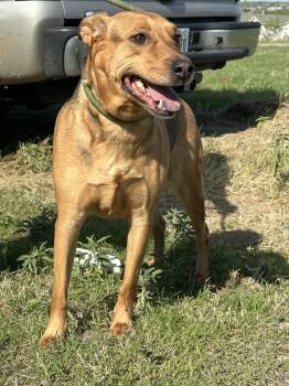 Becky -  Shepherd Dog for Adoption in Joshua, Texas - Becky | PetCurious