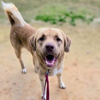 Rescue Mixed Breed Dogs for Adoption in Douglasville, Georgia - Cabela | PetCurious