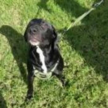 Ayd -  Labrador Retriever and Mixed Breed Dog for Adoption in Tampa, Florida - Ayd | PetCurious