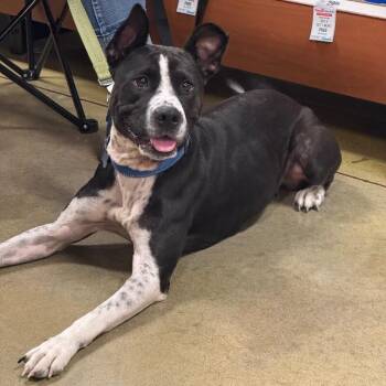 Mixed Breed Dogs Available for Adoption - TILLY GRACE | PetCurious