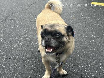 CHEWY -  Pug and Mixed Breed Dog for Adoption in Ocala, Florida - CHEWY | PetCurious