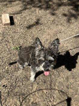 Mixed Breed Dogs Available for Adoption - HAVANA | PetCurious