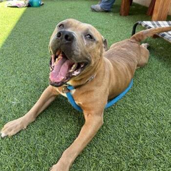 Pit Bull Terrier Dogs Available for Adoption in Long Beach, California - Annie | PetCurious