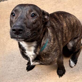 Terrier Dogs Available for Adoption - Vera | PetCurious