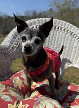Cupcake -  Chihuahua Dog for Adoption in Attalla, Alabama - Cupcake | PetCurious