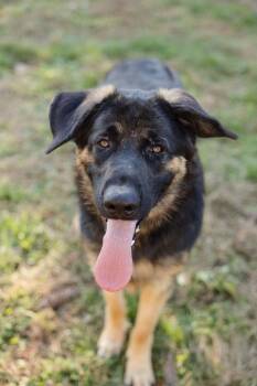 Rescue German Shepherd Dog Dogs for Adoption in Newburgh, Indiana - Bear | PetCurious