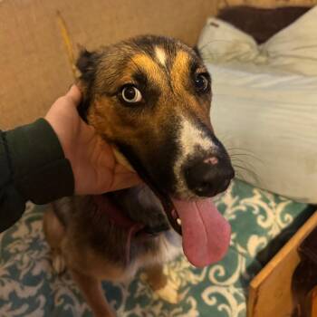 Ellie Mae -  Mixed Breed Dog for Adoption in Columbus, Georgia - Ellie Mae | PetCurious