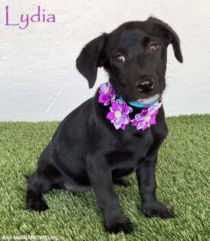 Lydia -  Black Labrador Retriever Dog for Adoption in San Diego, California - Lydia | PetCurious