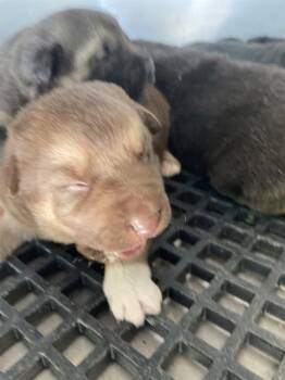 Mixed Breed Dogs Available for Adoption in Dallas, Texas - SATURN | PetCurious