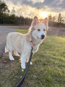 Mukwa -  Husky Dog for Adoption in Hackensack, Minnesota - Mukwa | PetCurious