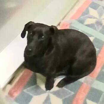 Dachshund and None Dogs Available for Adoption in Spokane, Washington - Juliet | PetCurious