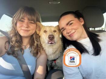 LUCAS -  German Shepherd Dog and Siberian Husky Dog for Adoption in Phoenix, Arizona - LUCAS | PetCurious
