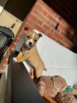 Rescue English Bulldog and Siberian Husky Dogs for Adoption in San Rafael, California - Winnie | PetCurious