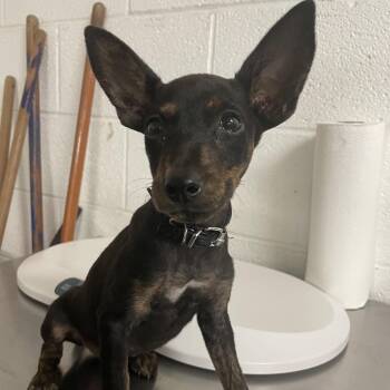 Nova -  Miniature Pinscher and Mixed Breed Dog for Adoption in Edinburg, Texas - Nova | PetCurious