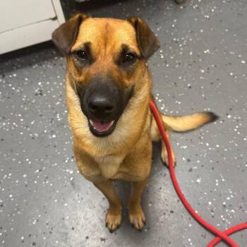 Poppi -  Mixed Breed Dog for Adoption in Columbiana, Alabama - Poppi | PetCurious