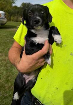 Elsa -  Terrier Dog for Adoption in Grafton, Wisconsin - Elsa | PetCurious
