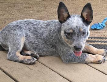 Pixie -  Australian Cattle Dog Blue Heeler Dog for Adoption in Stewart Manor, New York - Pixie | PetCurious