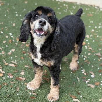 King 4583 -  Cocker Spaniel Dog for Adoption in Loxahatchee Groves, Florida - King 4583 | PetCurious