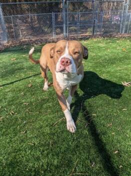 Rescue Mixed Breed Dogs for Adoption in Louisburg, North Carolina - Roscoe | PetCurious