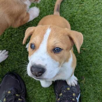 Mixed Breed Dogs Available for Adoption in Loxahatchee Groves, Florida - Reeses 7448 | PetCurious