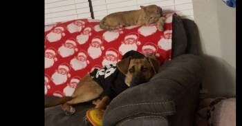Leila -  German Shepherd Dog Dog for Adoption in Dallas, Texas - Leila | PetCurious