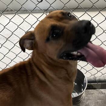 Cooper -  Pit Bull Terrier Dog for Adoption in Richmond Hill, Georgia - Cooper | PetCurious